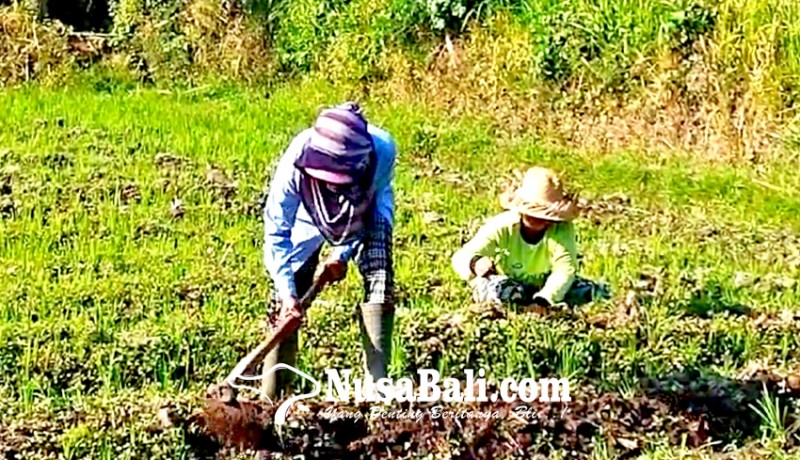 www.nusabali.com-kemarau-petani-padi-alih-tanam-bunga