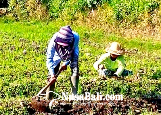Nusabali.com - kemarau-petani-padi-alih-tanam-bunga