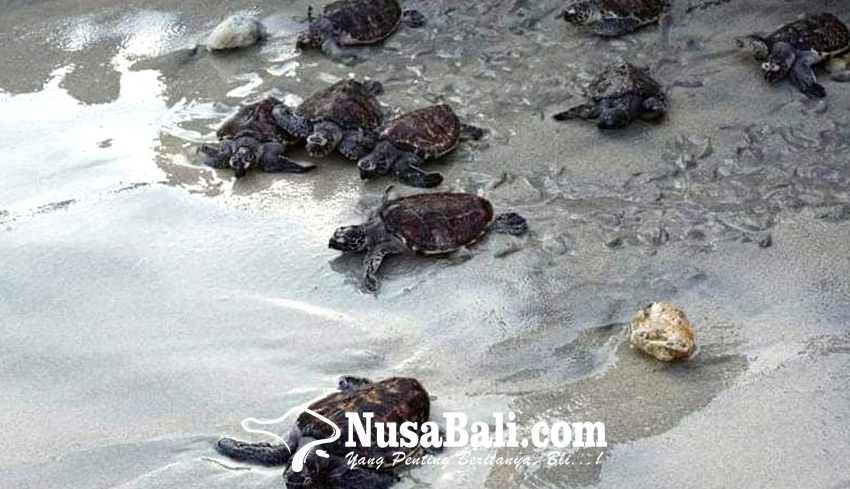 www.nusabali.com-20-tukik-dilepasliarkan-di-pantai-batununggul