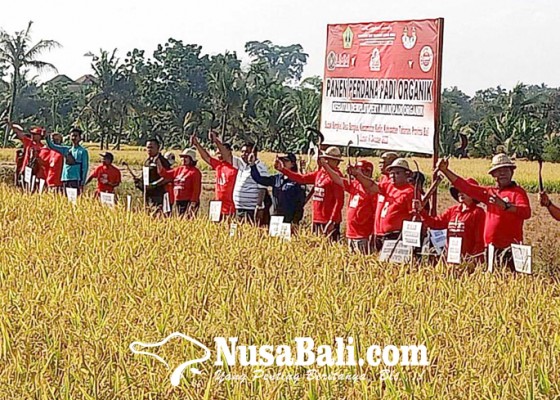 Nusabali.com - petani-tabanan-panen-padi-organik-hasil-menggembirakan