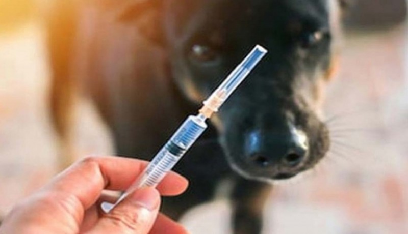 www.nusabali.com-distan-siapkan-vaksinasi-rabies-drive-thru