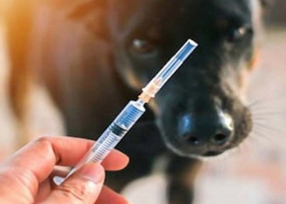 Nusabali.com - distan-siapkan-vaksinasi-rabies-drive-thru