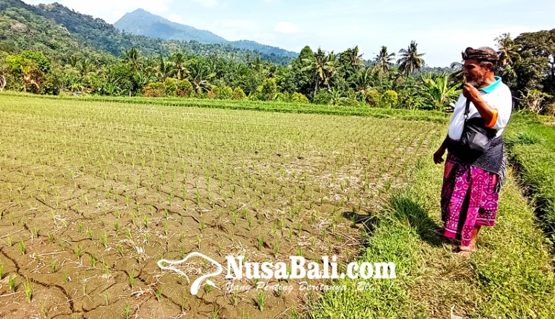 www.nusabali.com-petani-buleleng-enggan-asuransi-padi
