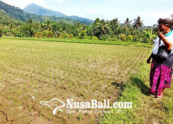 Nusabali.com - petani-buleleng-enggan-asuransi-padi