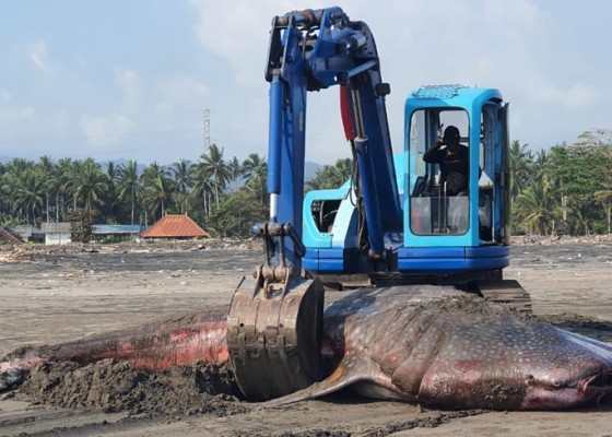 Nusabali.com - lagi-hiu-paus-terdampar-di-pantai-pekutatan