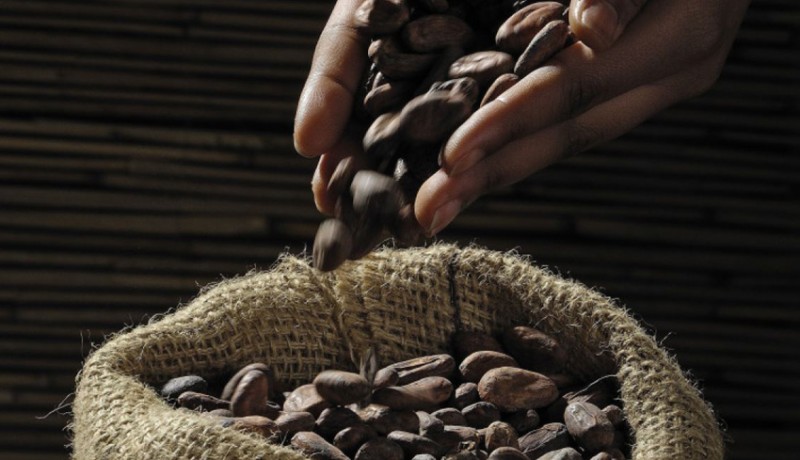 www.nusabali.com-produksi-kakao-bali-merosot-50-persen