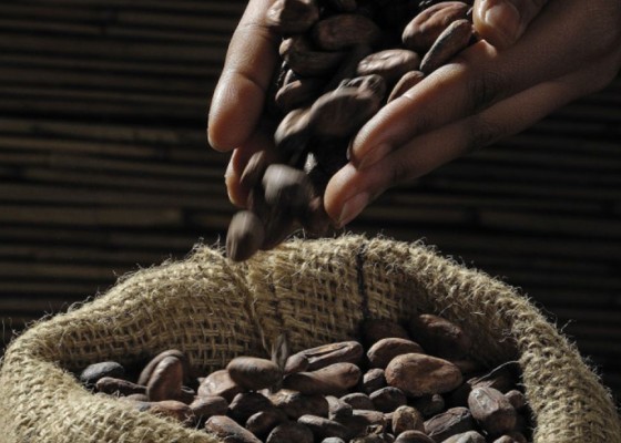 Nusabali.com - produksi-kakao-bali-merosot-50-persen