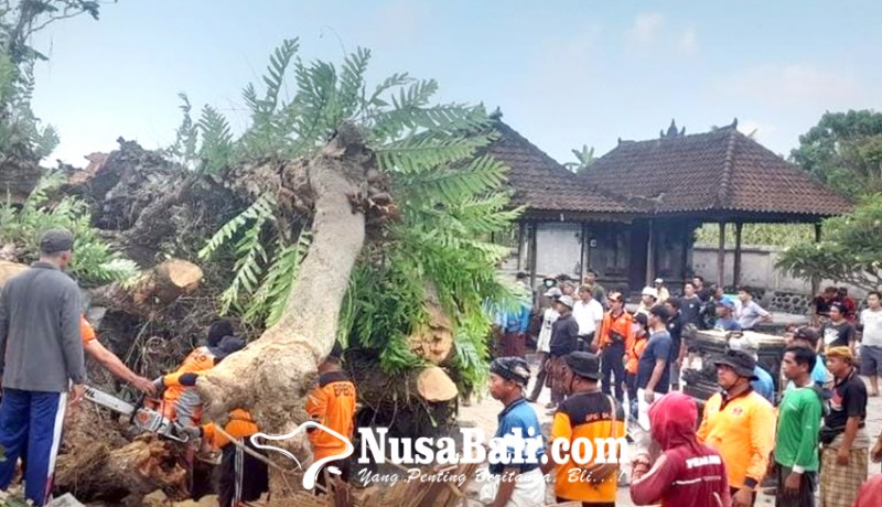 www.nusabali.com-bpbd-evakuasi-pohon-kepah-tumbang