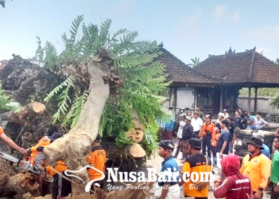 Nusabali.com - bpbd-evakuasi-pohon-kepah-tumbang