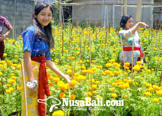 Nusabali.com - siswa-slb-berkebun-hortikultura