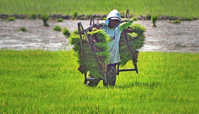 www.nusabali.com-kementan-bangun-sistem-benih-guna-kejar-produksi-35-juta-ton-beras