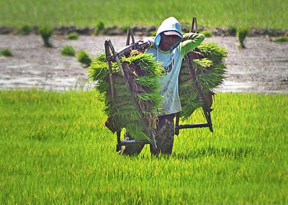 Nusabali.com - kementan-bangun-sistem-benih-guna-kejar-produksi-35-juta-ton-beras