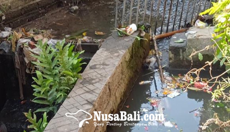 www.nusabali.com-air-sungai-menyusut-sampah-menampakkan-diri
