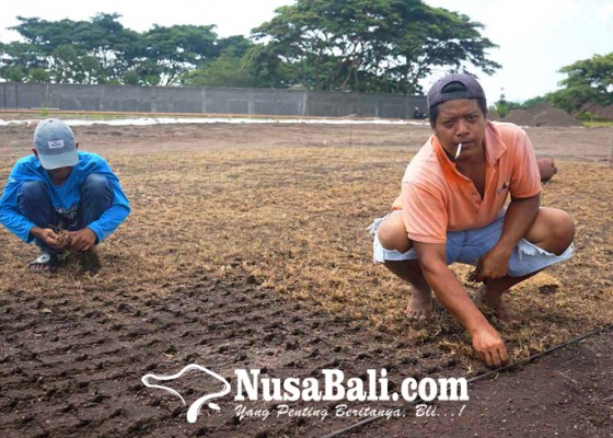 Nusabali.com - kemarau-rekanan-tanam-rumput-di-stadion
