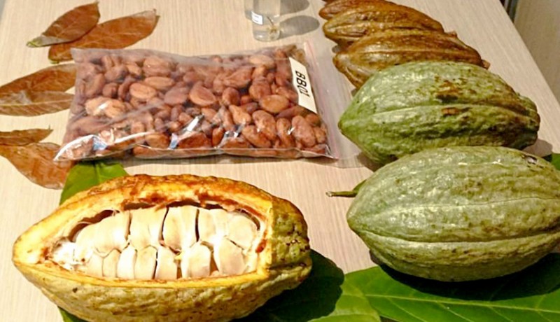 www.nusabali.com-brin-rilis-empat-varietas-baru-tanaman-pinang-hingga-kakao