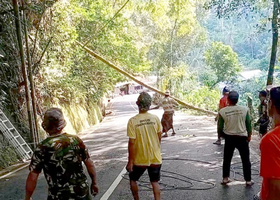 Nusabali.com - warga-tingkadbatu-evakuasi-pohon-tumbang