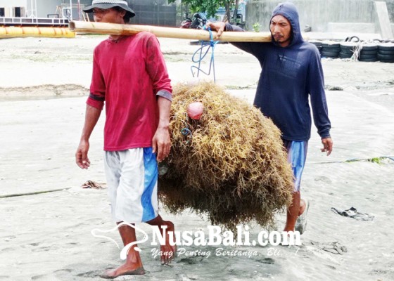 Nusabali.com - rumput-laut-peluang-ekonomi-masyarakat-gerokgak