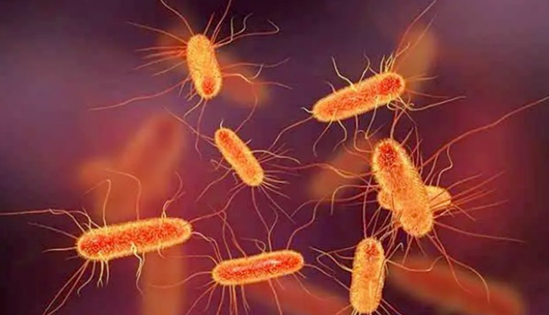 www.nusabali.com-akibat-kontaminasi-bakteri-ecoli