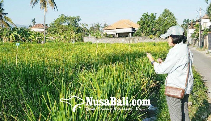 www.nusabali.com-kurangi-risiko-gagal-panen-petani-diminta-ikut-asuransi-pertanian
