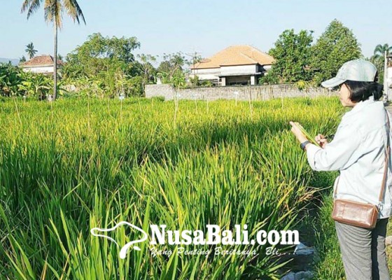 Nusabali.com - kurangi-risiko-gagal-panen-petani-diminta-ikut-asuransi-pertanian