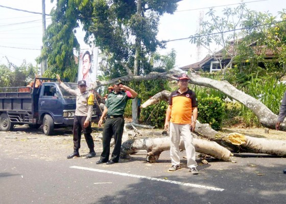 Nusabali.com - terseret-truk-dedak-pohon-tumbang