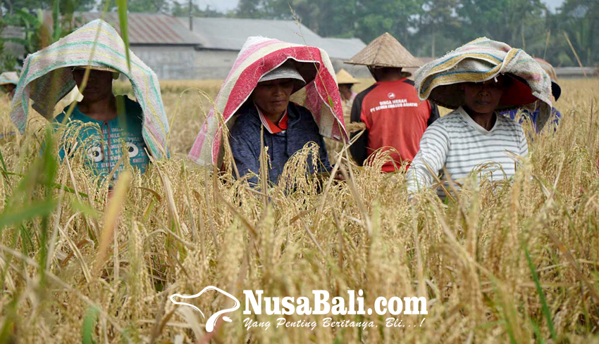 www.nusabali.com-desa-selat-lestarikan-padi-taun