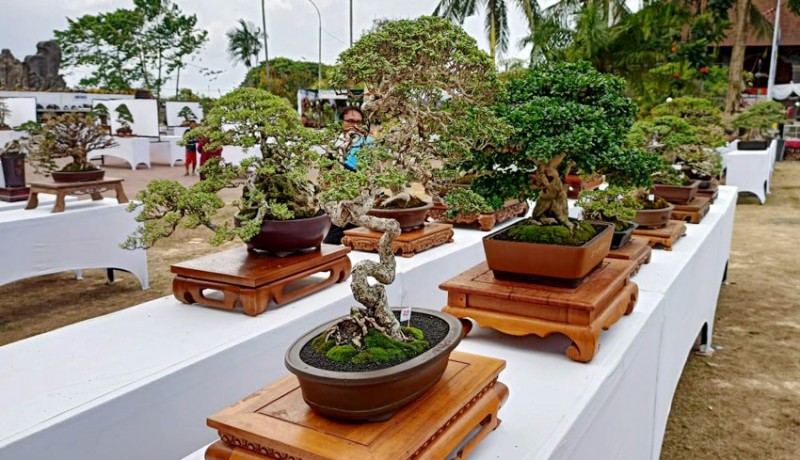 www.nusabali.com-ratusan-bonsai-ramaikan-hut-kota-tabanan