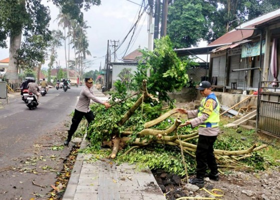 Nusabali.com - hujan-melanda-pohon-bertumbangan