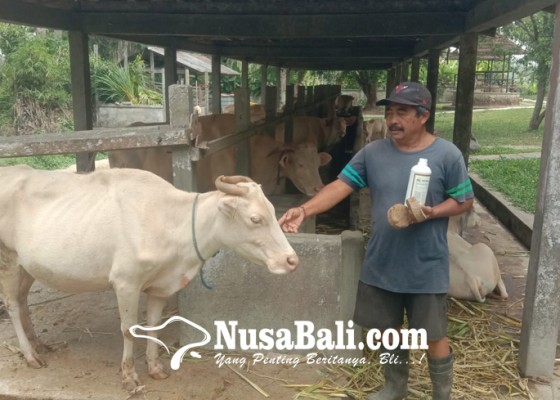 Nusabali.com - hilangkan-bau-pesing-kotoran-lembu-diolah-jadi-pupuk-organik