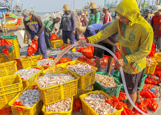 Nusabali.com - hasil-tangkapan-nelayan-di-tuban-meningkat