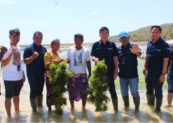 Nusabali.com - bri-salurkan-bantuan-sarpras-produksi-untuk-petani-rumput-laut-di-nusa-penida