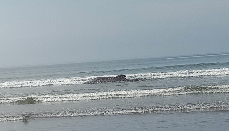 www.nusabali.com-warga-selamatkan-hiu-paus-terdampar-di-pantai-pekutatan