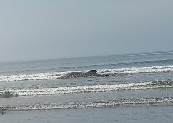 Nusabali.com - warga-selamatkan-hiu-paus-terdampar-di-pantai-pekutatan
