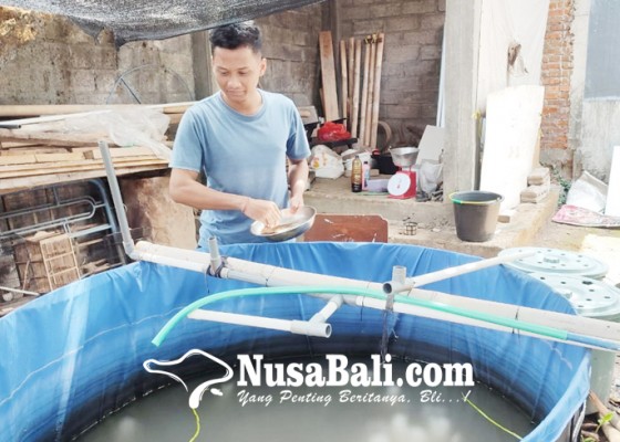 Nusabali.com - raup-cuan-dengan-geluti-budidaya-lele-di-pekarangan