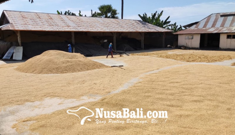 www.nusabali.com-gabah-petani-untuk-cadangan-pangan