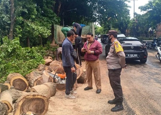 Nusabali.com - masyarakat-diingatkan-untuk-waspada-pohon-tumbang