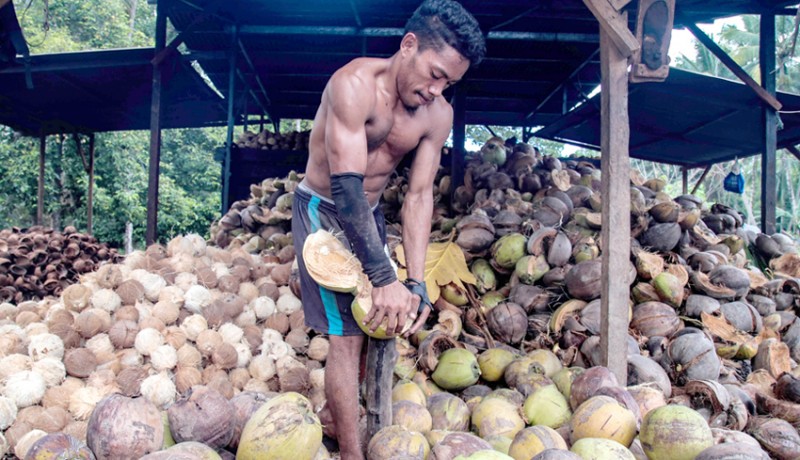 www.nusabali.com-ri-produsen-kelapa-terbesar-ke-2-di-dunia