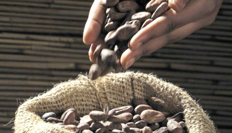 www.nusabali.com-produksi-coklat-di-bali-masih-terganggu