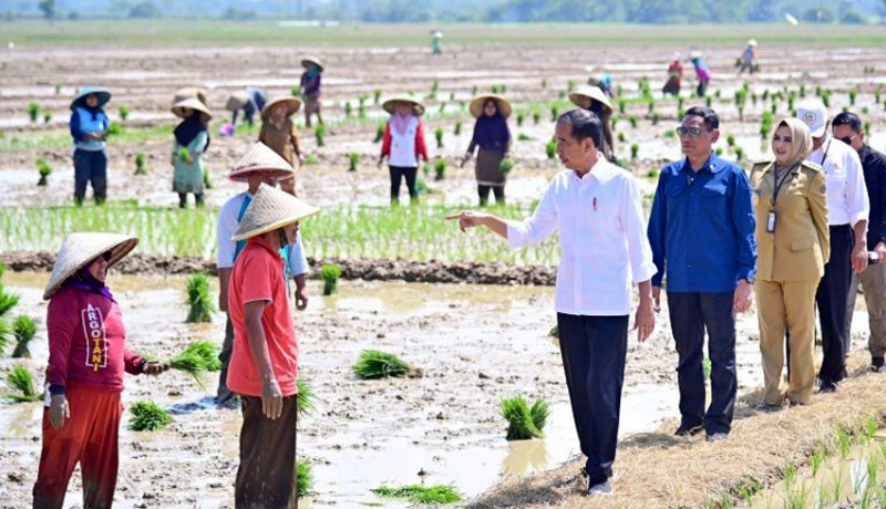 www.nusabali.com-jokowi-janji-tambah-subsidi-pupuk-untuk-petani
