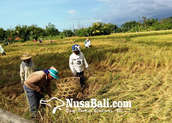 Nusabali.com - rtrw-belum-kelar-insentif-petani-terancam-molor