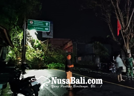 Nusabali.com - pohon-tumbang-tutup-jalan-di-kubutambahan-dan-sukasada