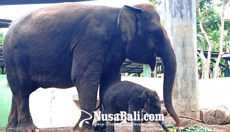 www.nusabali.com-bayi-gajah-seberat-80-kg-lahir-di-bali-zoo