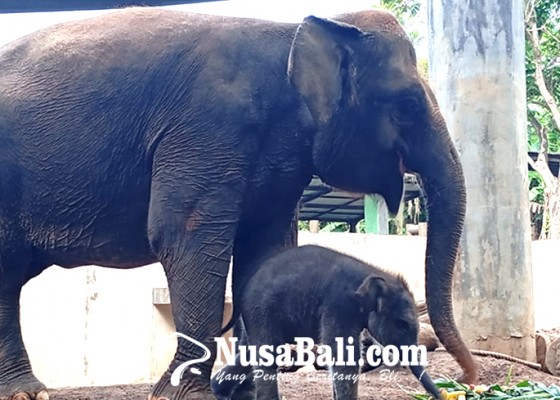 Nusabali.com - bayi-gajah-seberat-80-kg-lahir-di-bali-zoo