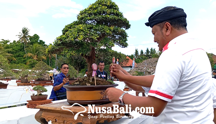 www.nusabali.com-440-pohon-semarakkan-pameran-bonsai-batuan-suapi