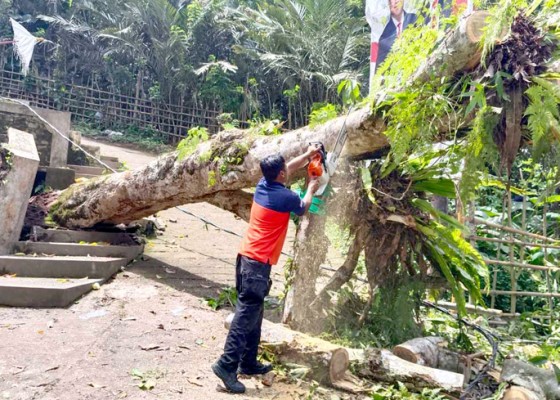 Nusabali.com - bpbd-karangasem-tangani-3-pohon-tumbang