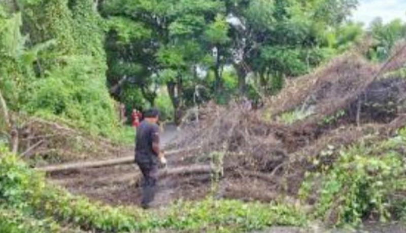 www.nusabali.com-pohon-tumbang-terbanyak-di-awal-tahun