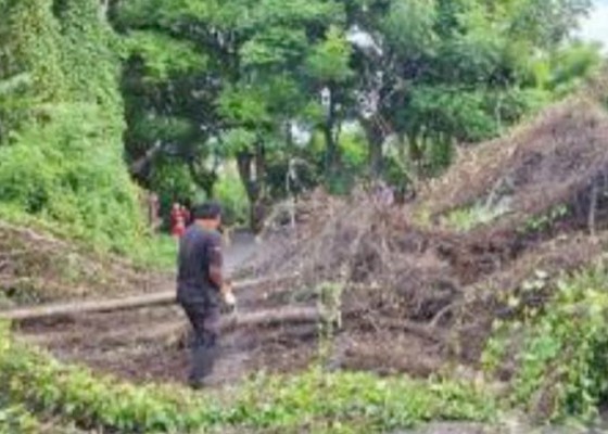 Nusabali.com - pohon-tumbang-terbanyak-di-awal-tahun