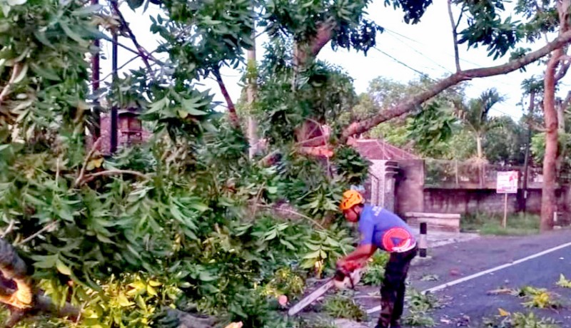 www.nusabali.com-ditabrak-truk-pohon-di-jalan-denpasar-gilimanuk-tumbang