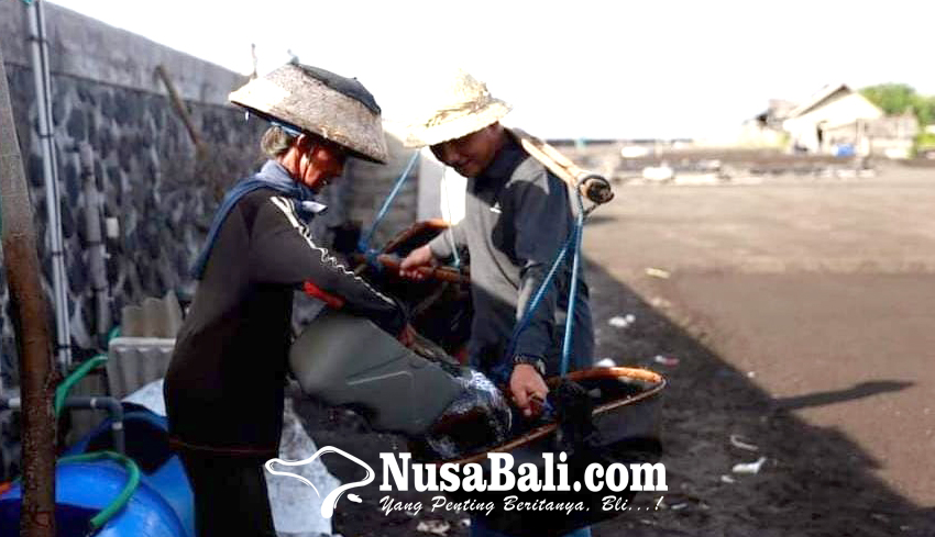 www.nusabali.com-ekspor-garam-terkendala-administrasi
