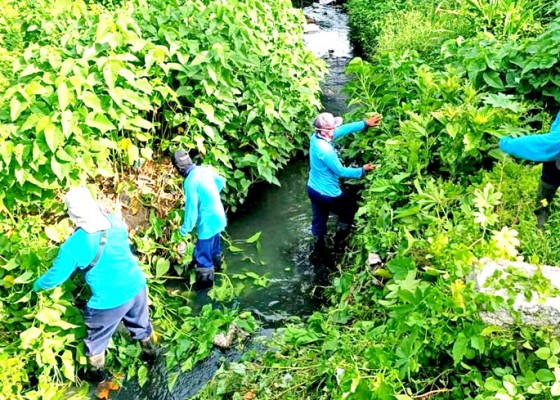 Nusabali.com - antisipasi-banjir-dinas-pupr-denpasar-bersihkan-sungai